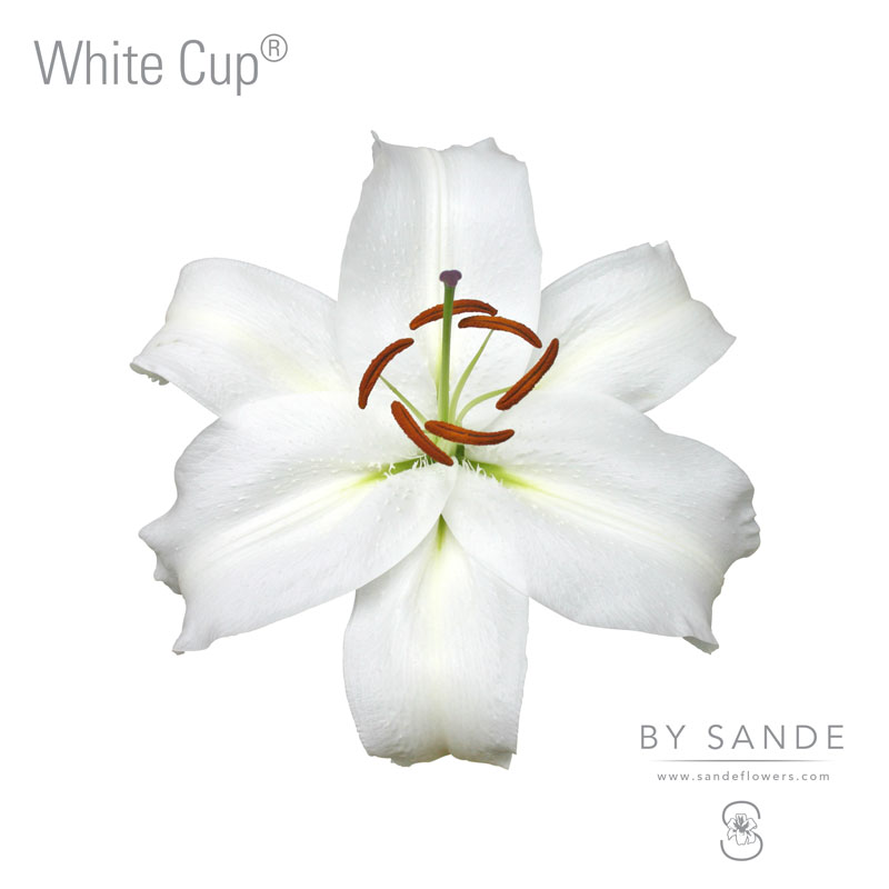 White Cup® - Sande Flowers