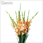 Glamini