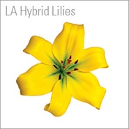 LA Hybrid Lilies