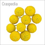 Craspedia