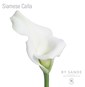 Siamese Calla white