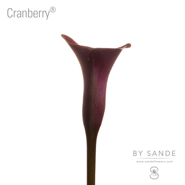 Cranberry®