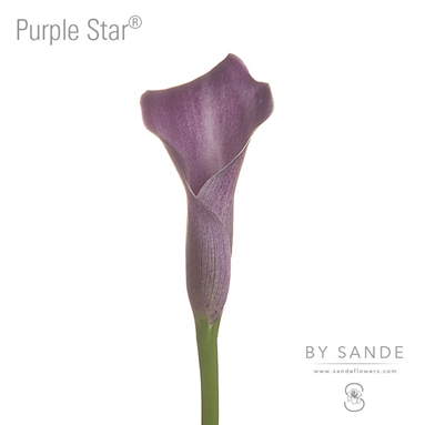 Purple Star®