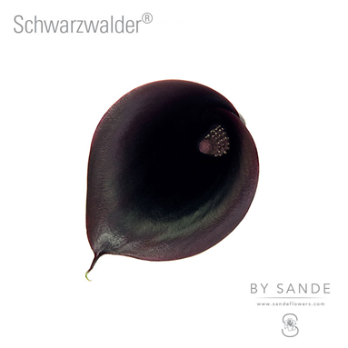 Schwarzwalder®