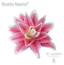 Roselily Natalia®