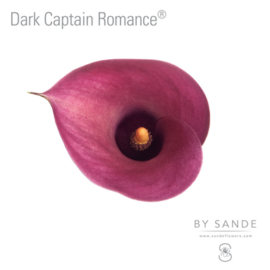 Dark Captain Romance®