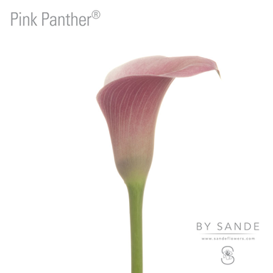 Pink Panther®