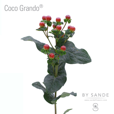 Coco Grando®