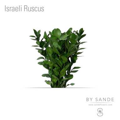 Israeli Ruscus