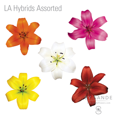 LA Hybrids Assorted