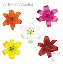 LA Hybrids Assorted