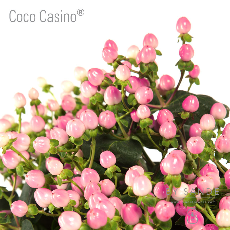 Hyp coco casino вулкан 24 казино официальный сайт скачать бесплатно
