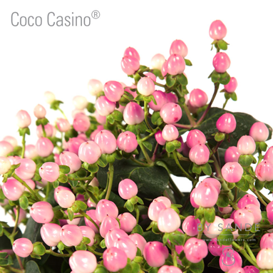 Coco Casino®