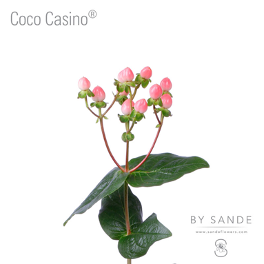 Coco Casino®