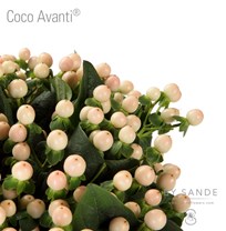 Coco Avanti®