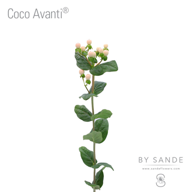 Coco Avanti®