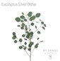 Silver Dollar Eucalytus