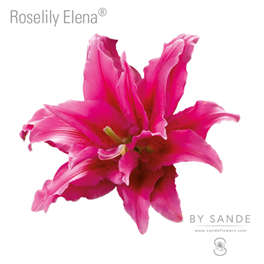 Roselily Elena®
