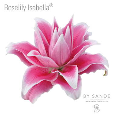 Roselily Isabella®