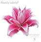 Roselily Isabella®