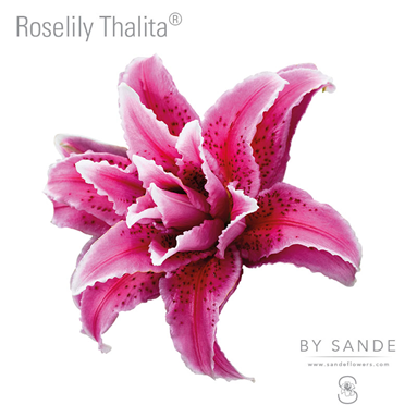 Roselily Thalita