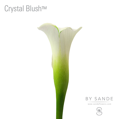 Crystal Blush