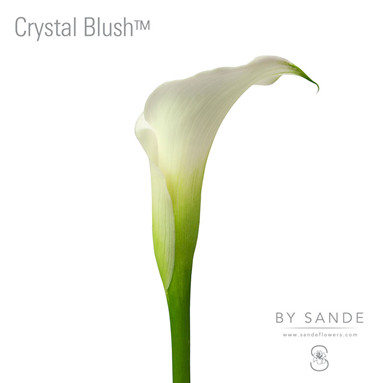 Crystal Blush