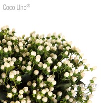 Coco Uno®