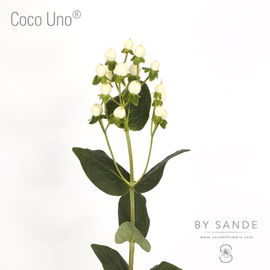 Coco Uno®