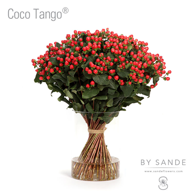 Coco Tango®