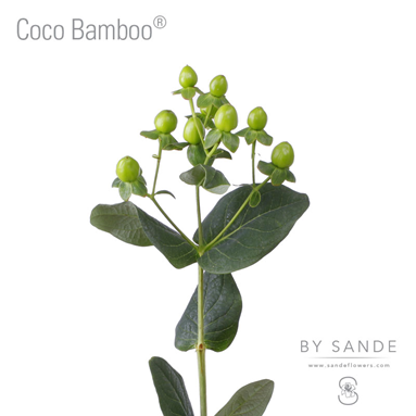 Coco Bamboo®