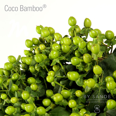 Coco Bamboo®