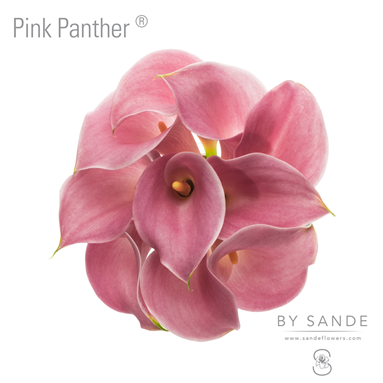 Pink Panther®