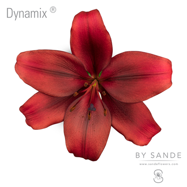 Dynamix®