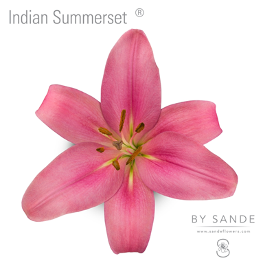 Indian Summerset®