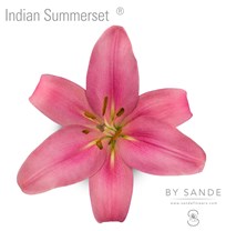 Indian Summerset®