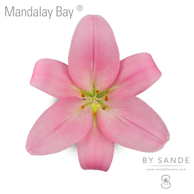 Mandalay Bay®