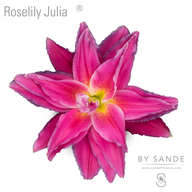Roselily Julia®