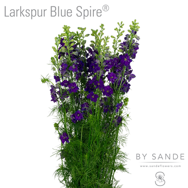 Larkspur Blue Spire