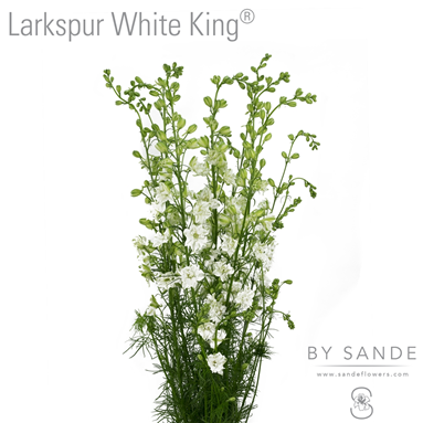 Larkspur White King