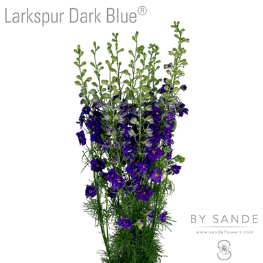 Larkspur Dark Blue