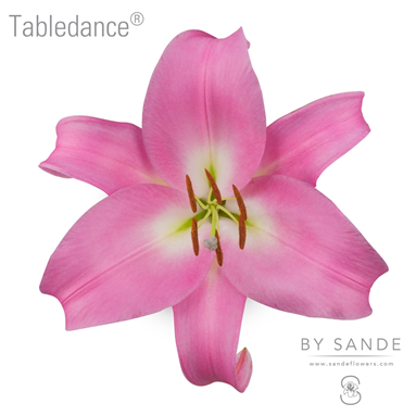Tabledance®
