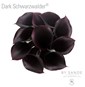 Dark Schwarzwalder