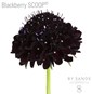 Blackberry SCOOP