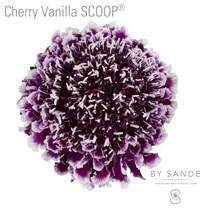 Cherry Vanilla SCOOP