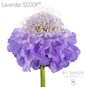 Lavender SCOOP