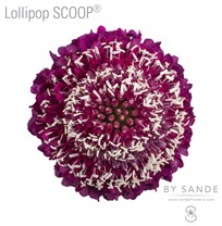 Lollipop SCOOP