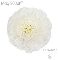 Milky SCOOP