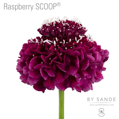 Raspberry SCOOP