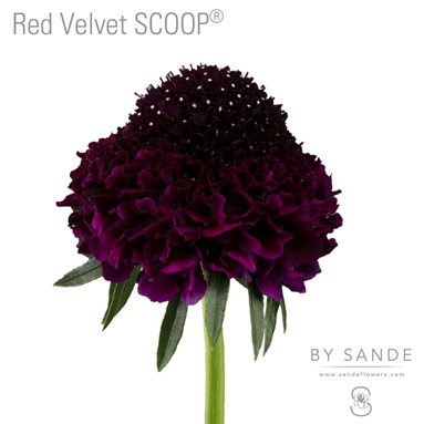 Red Velvet SCOOP